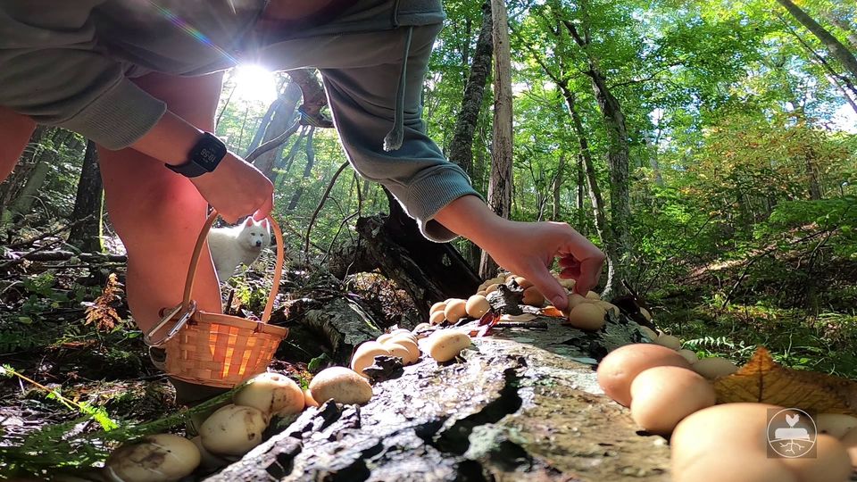 Foraging Mushrooms and Cooking with Ashley