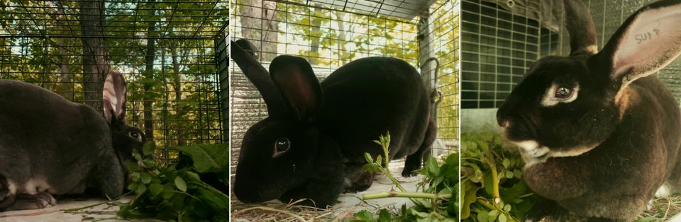 Rabbit Update: May 2023